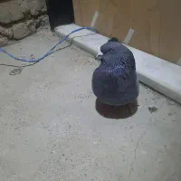 اصفهانی عتیقه