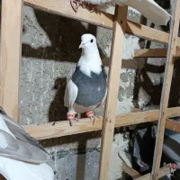 کبوتر رنگی سیاپوش شیرازی|پرنده|قزوین, |دیوار