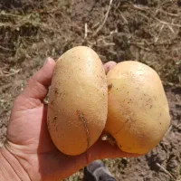 فروش سیب زمینی تناژ بالا با بهترین کیفیت