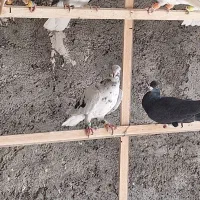 ۱۲تا کفتر پرنده بشرط همه یبوم|پرنده|الوند, |دیوار