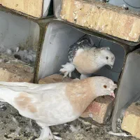 کبوتر ترکیه