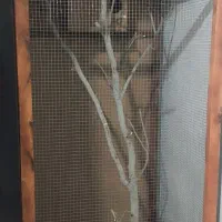 قفس  پرنده چوبی دست ساز|لوازم جانبی حیوانات|سراوان, |دیوار