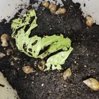 حلزون آچاتینا|خزنده|اصفهان, گلزار|دیوار