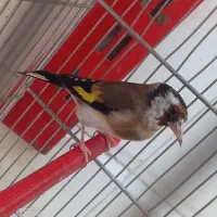 سهر سیره|پرنده|بروجرد, |دیوار