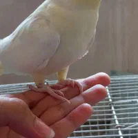 عروس هلندی نر