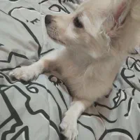 پامر روباهی|سگ|کرمان, |دیوار