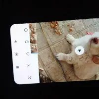 پاپی دوماه شیتزو قیمت 2500|سگ|مشهد, امیریه|دیوار