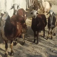 فروش بره میش قوچ پلنگی