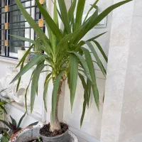 شوش فروش گلهای اپارتمانی