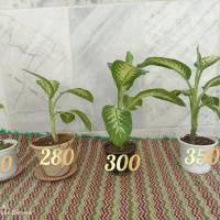 گل دفین باخیا خانگی