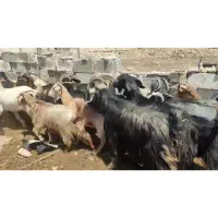 بز داشتی