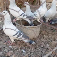 کبوتر|پرنده|زهک, |دیوار