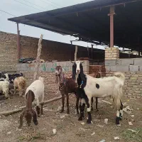 5عدد بز پاکستانی