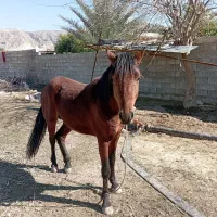 فروش اسب|اسب و تجهیزات اسب‌سواری|کازرون, |دیوار
