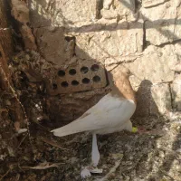 کفتر|پرنده|سبزوار, جنت|دیوار