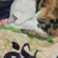 واگذاری گربه