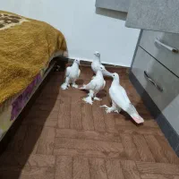 کبوتر لوتی دو جفت