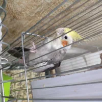 عروس هلندی معاوضه با گرینچیک