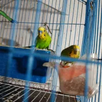 مرغ عشق|پرنده|شوشتر, |دیوار