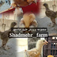 جوجه و تخم نطفه دار برهما رنگ لایت بلک لمون بلو|حیوانات مزرعه|شیروان (خراسان), |دیوار