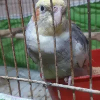 عروس هلندی سخنگو|پرنده|اصفهان, سرچشمه|دیوار