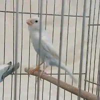 قناری سفید جوان تحویل باغمیشه