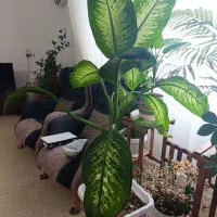 گلدان دیفبزرگ به همراه استند سه خانه