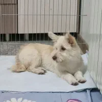 توله سگ کرگی تریر