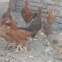 مرغ وخروس  معاوضه با عروس و کوتوله مرغ عشق|حیوانات مزرعه|خاش, |دیوار