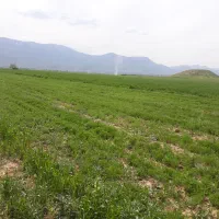 زمین کشاورزی رهن کامل