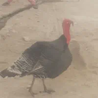 یک دونه بوغلمون نر وسالم
