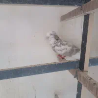 جوجه مفلق|پرنده|کاشان, پشت شهربانی|دیوار