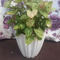 گل سنگنیوم|گل و گیاه طبیعی|رشت, استقامت ۲|دیوار