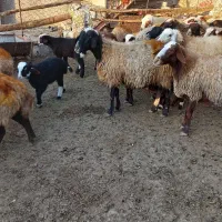 میش و بره و میش جوان آبستن