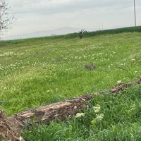 ۲۰۰۰ متر زمین‌ زراعی صومعه