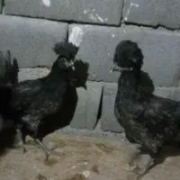 فروش. تعدادی. جوجه بومی|پرنده|آران و بیدگل, |دیوار