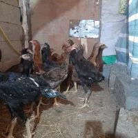 بوقلمون ولاری