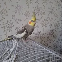 عروس هلندی مرواریدی نر