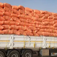 فروش بهترین گاه گندم در کردستان ایران