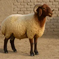 گوسفند