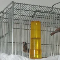 سهره جفت قناری|پرنده|رشت, فلسطین|دیوار