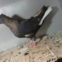 کفتر دم سفید