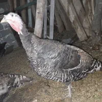 بوقلمون تخمگذار