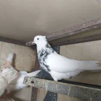 کبوتر طوقی ناب|پرنده|وحیدیه, |دیوار