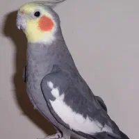 عروس هلندی گمشده