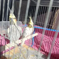 عروس هلندی مولد|پرنده|تهران, کوی بیمه|دیوار