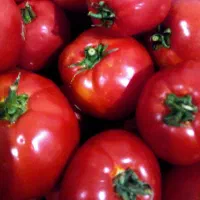 گوجه فرنگی درجه یک مخصوص رب