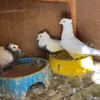 کبوتر|پرنده|شیراز, شهرک گلستان|دیوار