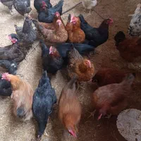 مرغ محلی 8عدد فروشی