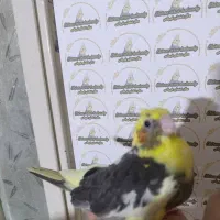 عروس هلندی سرلاکی نرمخور دونخور دستی نرماده بالغ|پرنده|شیراز, پودنک|دیوار